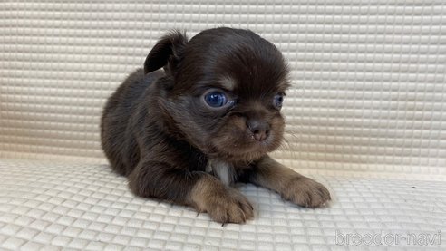 成約済の兵庫県のチワワ(ロングコート)-336051の12枚目